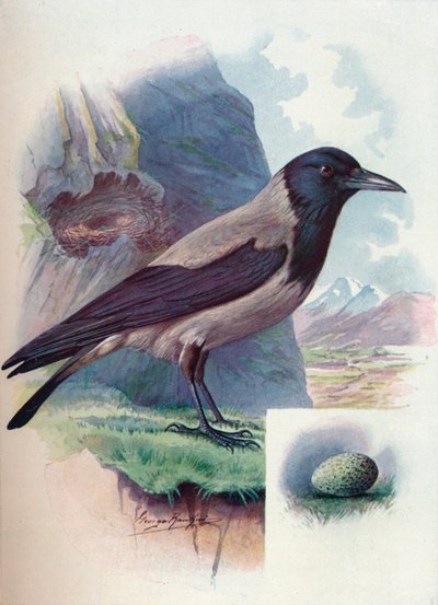 Huvkråka - Corvus cornix, c1910, 1910 av George James Rankin