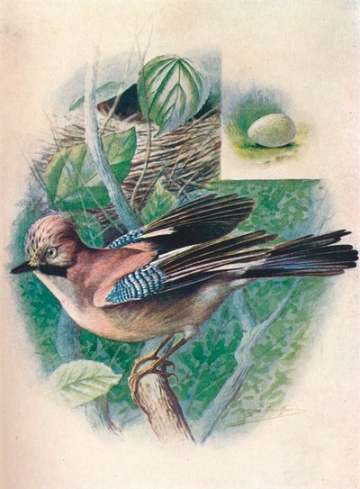 Jay- Garrulus glandarius, c1910, 1910 av George James Rankin