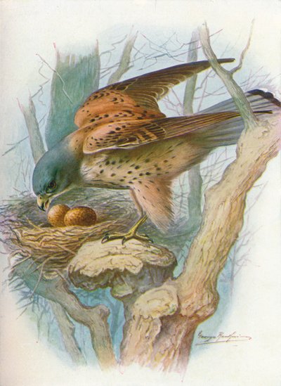 Tornfalk - falco tinnunculus, c1910, 1910 av George James Rankin