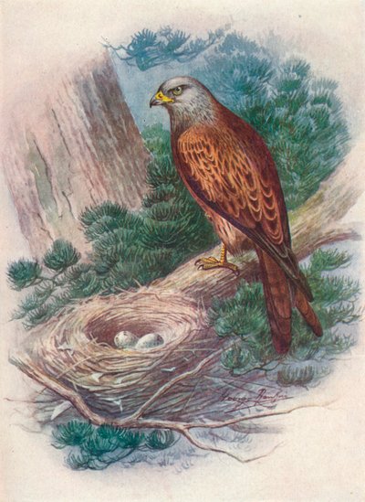 Drake - Milvus ictinus, c1910, 1910 av George James Rankin