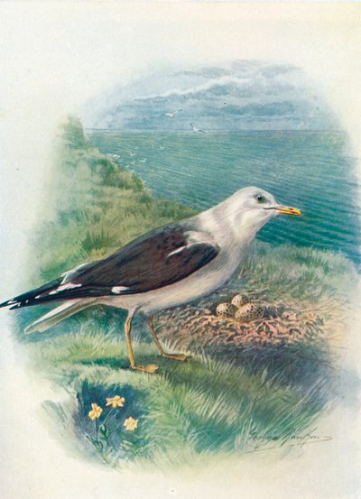 Lesser Black-backed Gull - Larus fuscus, c1910, 1910 av George James Rankin
