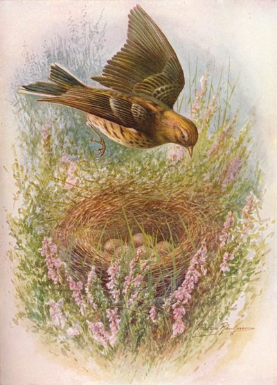 Ängspiplärka eller titlarka - Anthus pratensis, c1910, 1910 av George James Rankin