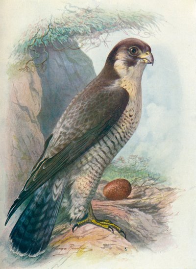 Pilgrimsfalk - Falco peregrinus, c1910, 1910 av George James Rankin