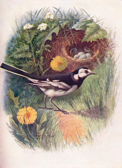 Röd vipstjärt - Motacilla lugubris, c1910, 1910 av George James Rankin