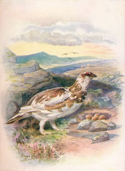 ripa - Lagopus mutus, c1910, 1910 av George James Rankin