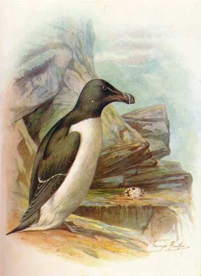 Razorbill - Alca torda, c1910, 1910 av George James Rankin