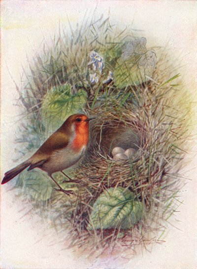 Redbreast eller Robin - Erithacus rubecula, c1910, 1910 av George James Rankin