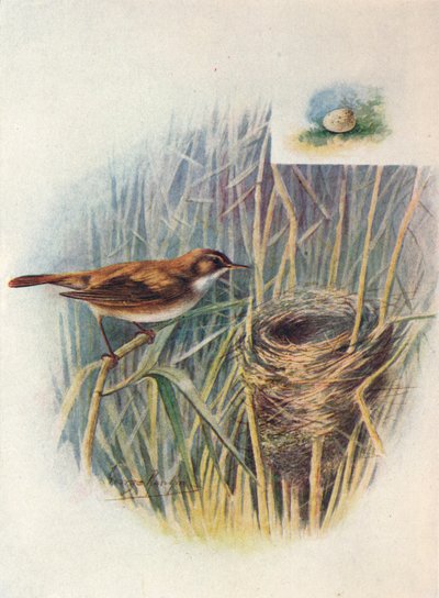 Vassångare - Acrocephalus streperus, c1910, 1910 av George James Rankin