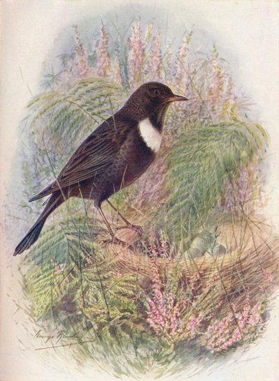 Ring-Ousel - Turdus torquatus, c1910, 1910 av George James Rankin