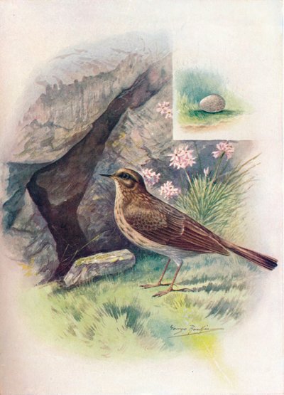 Rock-Pipit - Anthus obscurus, c1910, 1910 av George James Rankin