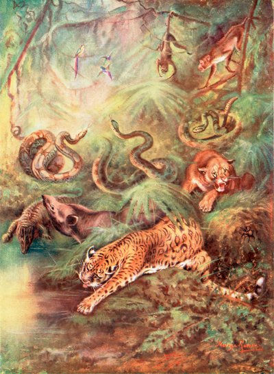 Den stora brasilianska skogen och dess zoo (färglitografi) av George James Rankin