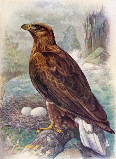 Havsörn eller havsörn - Haliaetus albicilla, c1910, 1910 av George James Rankin