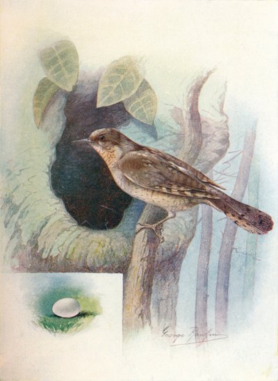 Wryneck - Iynx torquilla, c1910, 1910 av George James Rankin