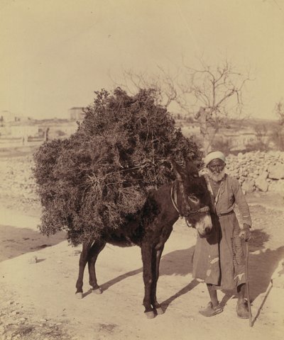 Åsna som bär last med rötter och kvistar för bränsle, Palestina, ca 1900 (foto)) av Bartolome Esteban and studio Murillo