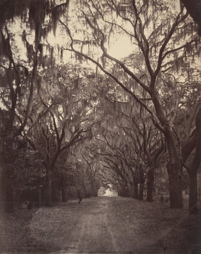 Bonaventure-kyrkogården, fyra mil från Savannah, 1866. av George N. Barnard
