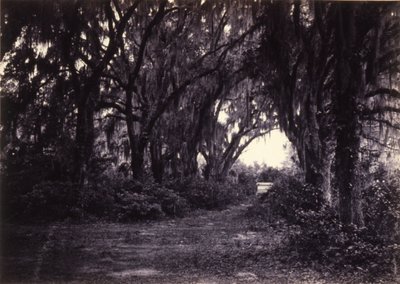 Bonaventure, Savannah, Georgia av George N. Barnard