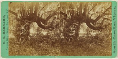 [Live Oaks, Magnolia-kyrkogården] av George N. Barnard