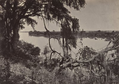 Savannah River, nära Savannah, Georgia, 1860-talet. av George N. Barnard