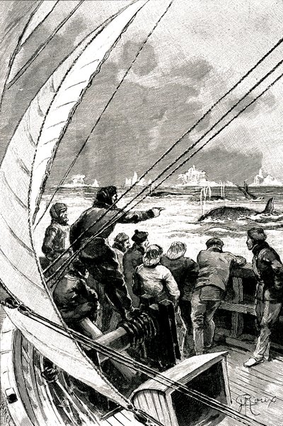 Till sjöss mot polen: besättningen på ett fartyg (segelbåt) ser en grupp valar. Illustration av romanen av Jules Verne (1828-1905) "" Issfinxen "" av George Roux