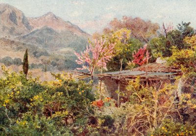 Orange Grove, Mentone (färglitografi) av George Samuel Elgood