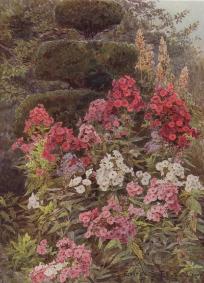 Flox av George Samuel Elgood