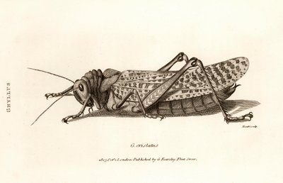 Antikt tryck av en gräshoppa av George Shaw