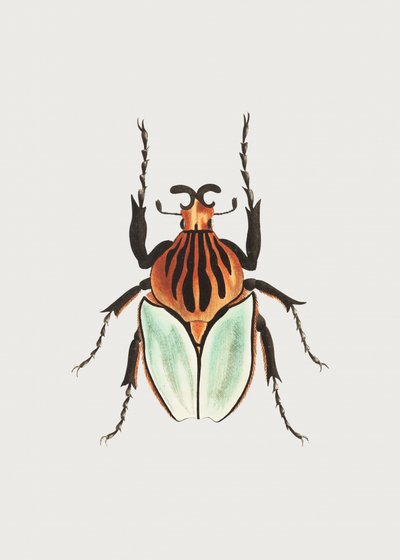 Hövding Beetle av George Shaw