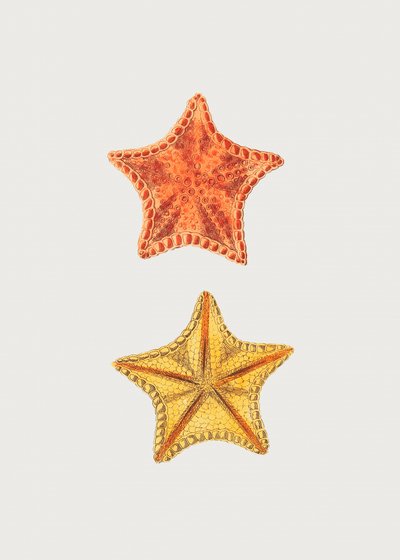 Den utskurna Asterias av George Shaw