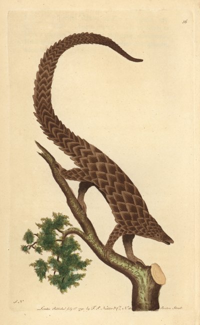 Fyrtåig manis, Long-tailed Pangolin eller Black-bellied Pangolin, från "The Naturalist