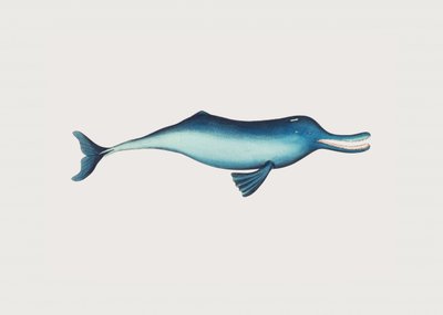 Gangesdelfin av George Shaw
