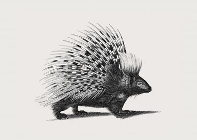 Illustration av ett piggsvin av George Shaw