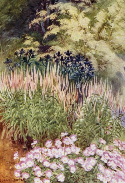 Veronica spicata rosea, med Eryngiums och Violas (färg litho) av George Soper
