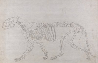 En jämförande anatomisk framställning av människokroppens struktur med tigerns och en vanlig hönas: Tigerskelett, vy från sidan av George Stubbs