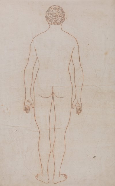 En jämförande anatomisk framställning av människokroppens struktur med tigerns och den vanliga fågelns: Människokroppen, bakifrån (översiktsritning för tabell VII) av George Stubbs