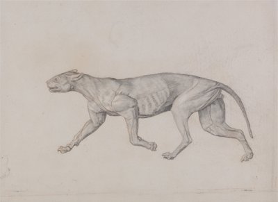 En jämförande anatomisk framställning av människokroppens struktur med tigerns och en vanlig hönas:  Leopardkropp, vy från sidan av George Stubbs