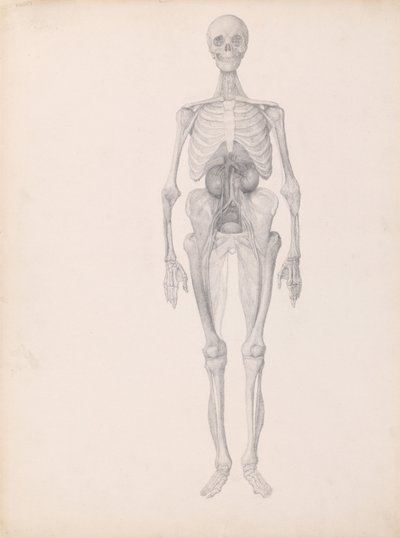 En jämförande anatomisk framställning av människokroppens struktur jämfört med en tiger och en vanlig höna:  Människofigur, vy framifrån (Färdig studie av dissektionens slutskede) av George Stubbs