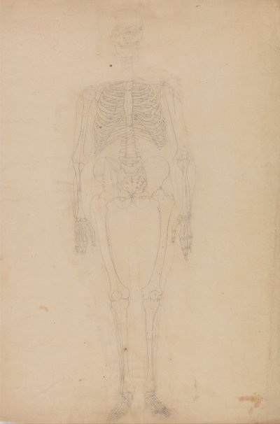En jämförande anatomisk framställning av människokroppens struktur med tigerns och den vanliga fågelns: Människans skelett, vy framifrån av George Stubbs