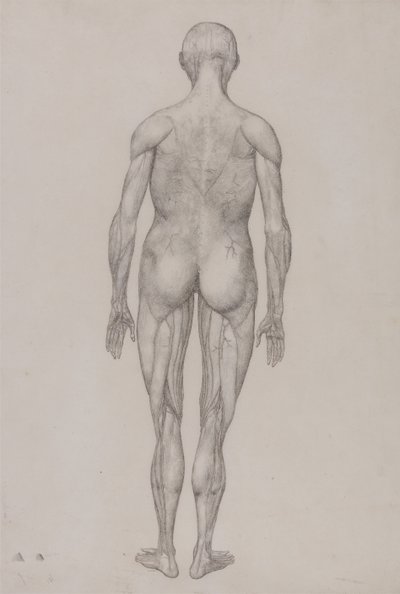 En jämförande anatomisk framställning av människokroppens struktur med en tiger och en vanlig höna: Människofigur, bakifrån (nästan identisk med den färdiga teckningen för tabell XII) av George Stubbs