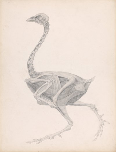 En jämförande anatomisk framställning av människokroppens struktur med den hos en tiger och en vanlig höna: Fowl Body, Lateral View (Mycket färdig studie för en opublicerad tabell; visar det sista steget i dissektionen) av George Stubbs