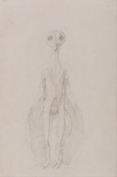En jämförande anatomisk framställning av människokroppens struktur med tigerns och den vanliga fågelns: Uggla stående, vy framifrån av George Stubbs