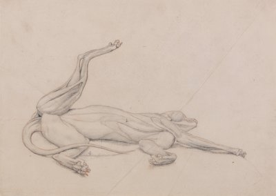 En jämförande anatomisk framställning av människokroppens struktur med tigerns och en vanlig hönas: Tiger, liggande, sedd ventralt av George Stubbs