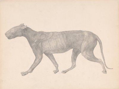En jämförande anatomisk framställning av människokroppens struktur med tigerns och en vanlig hönsfågel:  Tiger, sidovy, med hud och vävnad borttagna (Färdig studie för tabell IX) av George Stubbs