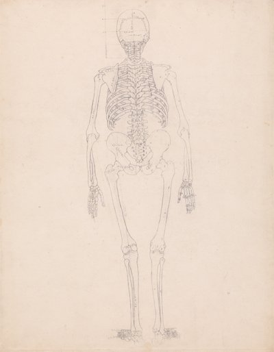En jämförande anatomisk framställning av människokroppens struktur med tigerns och den vanliga fågelns: Människans skelett, vy bakifrån av George Stubbs