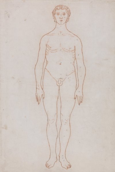 En jämförande anatomisk framställning av människokroppens struktur med tigerns och den vanliga fågelns: Studie av den mänskliga figuren, framifrån (översiktsritning för tabell VI) av George Stubbs