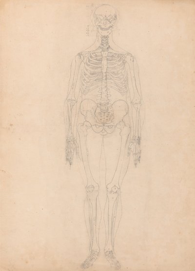 En jämförande anatomisk framställning av människokroppens struktur med tigerns och den vanliga fågelns: Människans skelett, vy framifrån av George Stubbs