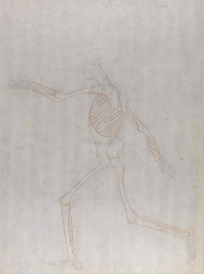 En jämförande anatomisk framställning av människokroppens struktur med tigerns och den vanliga fågelns: Människans skelett, vy från sidan av George Stubbs