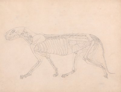 En jämförande anatomisk framställning av människokroppens struktur med tigerns och en vanlig hönas: Tigerkropp, vy från sidan av George Stubbs