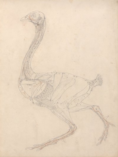 En jämförande anatomisk framställning av människokroppens struktur med tigerns och den vanliga hönsfågelns: Hönskropp, vy från sidan (Studie för nyckelfigur till tabell XV) av George Stubbs
