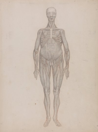 En jämförande anatomisk framställning av människokroppens struktur med den hos en tiger och en vanlig höna: Human Figure, Anterior View (Avsedd för en plansch som aldrig publicerades) av George Stubbs