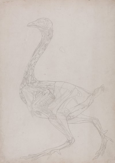 En jämförande anatomisk framställning av människokroppens struktur med tigerns och en vanlig hönas:  Hönskropp, vy från sidan (Översiktsritning, relaterad till tabell XV) av George Stubbs